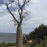 Drzewo baobab