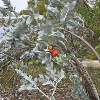 Eukaliptus macrocarpa