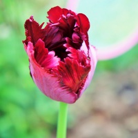 Gorący tulipan 