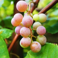 Słodkie winogrona 