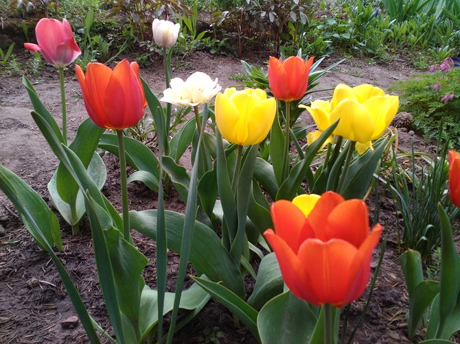 Dorzucę kilka swoich tulipanów