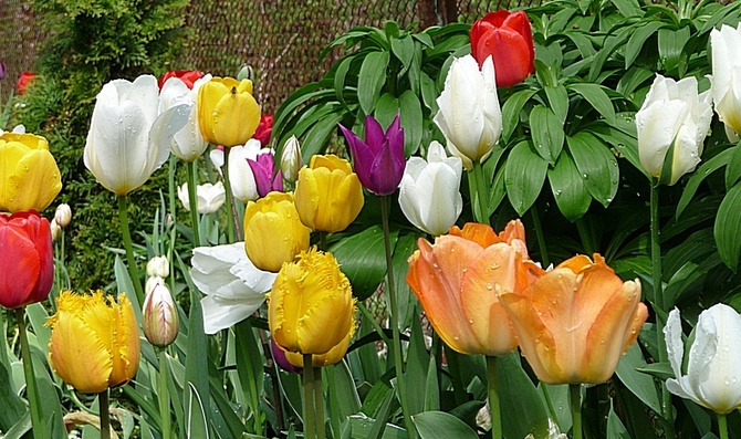 Kilka tulipanów z mojej działki. 