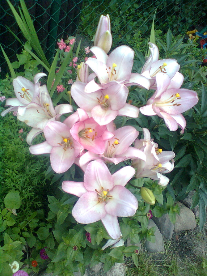 Lilie zawsze ładne i pełne zapachu