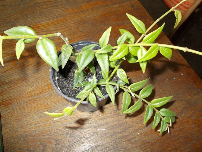 Hoya bella (od szwagierki) 