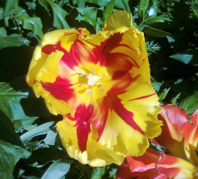 Ognisty tulipan