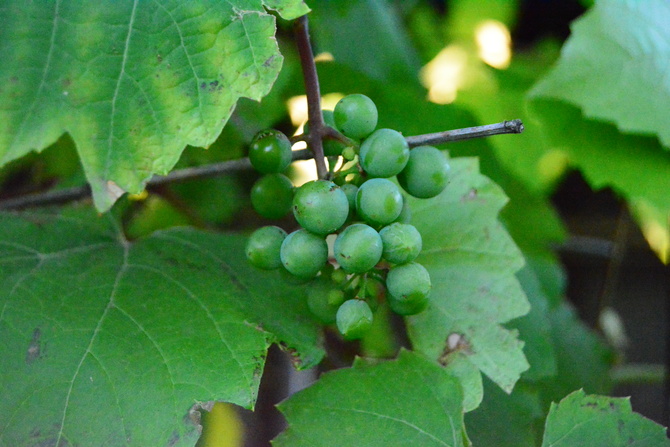 pierwsze winogrona 