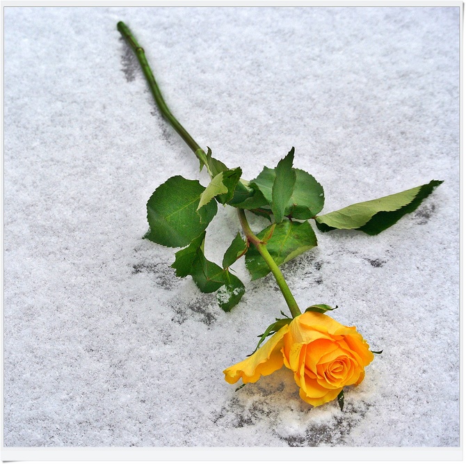 Róża  zimową pora