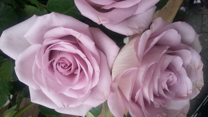 Roza kolor lila 