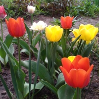 Dorzucę kilka swoich tulipanów