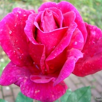  Jesienna róża z Ogr. Bot. po deszczu.