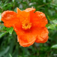  Kwiat granatu z oranżerii Ogr. Bot.