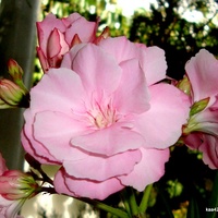  Kwiat oeandra różowego z oranżerii Ogr. Bot.  