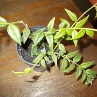 Hoya bella (od szwagierki) 