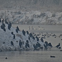 Ptaki nad rzeką Wartą.