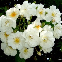  Róża  N N - drobnokwiatowa , pnąca i  pachnąca.