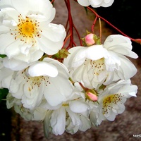 Róża  N N - drobnokwiatowa , pnąca i  pachnąca.