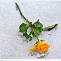 Róża  zimową pora