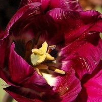 tulipan, zdj. prawie makro