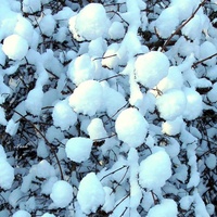 Zimowe krzewy w bieli