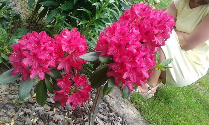 Amarantowy rododendronik
