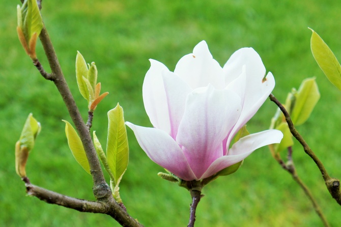 Magnolia ...