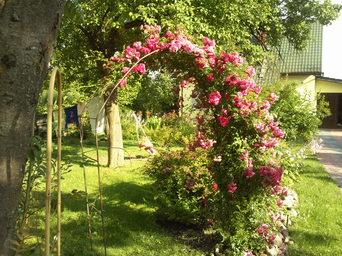 Róża mojej babci u mnie w ogrodzie...