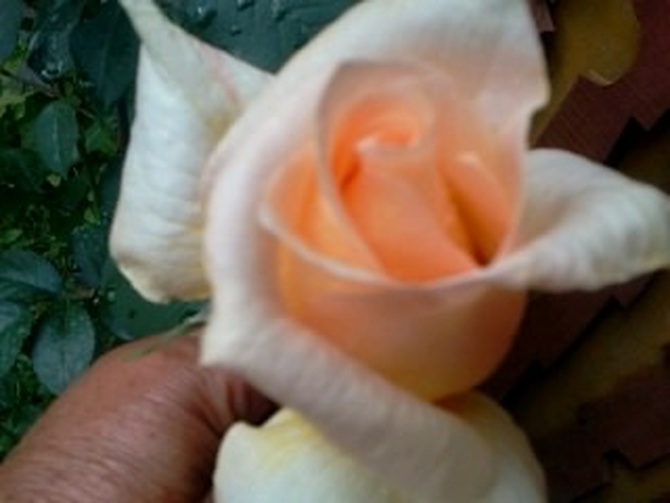 Róża wielkokwiatowa pnąca