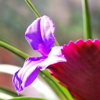 Tillandsia cyanea.  Dwa kwiaty :-)