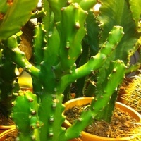 Kaktus Nieznany