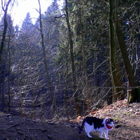 Leśne spacery z leśnym kotem