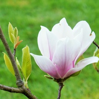 Magnolia ...