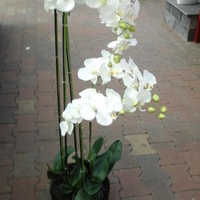 Piekna  wysoka orchidea