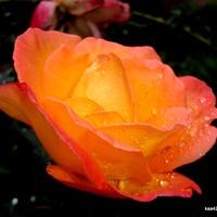  Róża w deszczowych diamencikach.