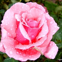 Róża w deszczowych diamencikach.