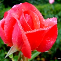 Róża w deszczowych diamencikach.