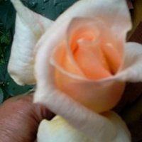 Róża wielkokwiatowa pnąca
