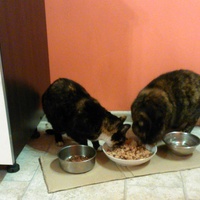 Sympatyczne kotki dwa!!!