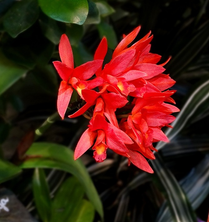 Cattleya Red Star