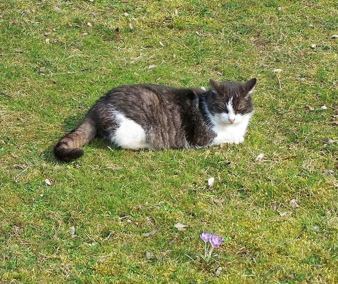 Kotka działkowa Lala , ma 14 lat.