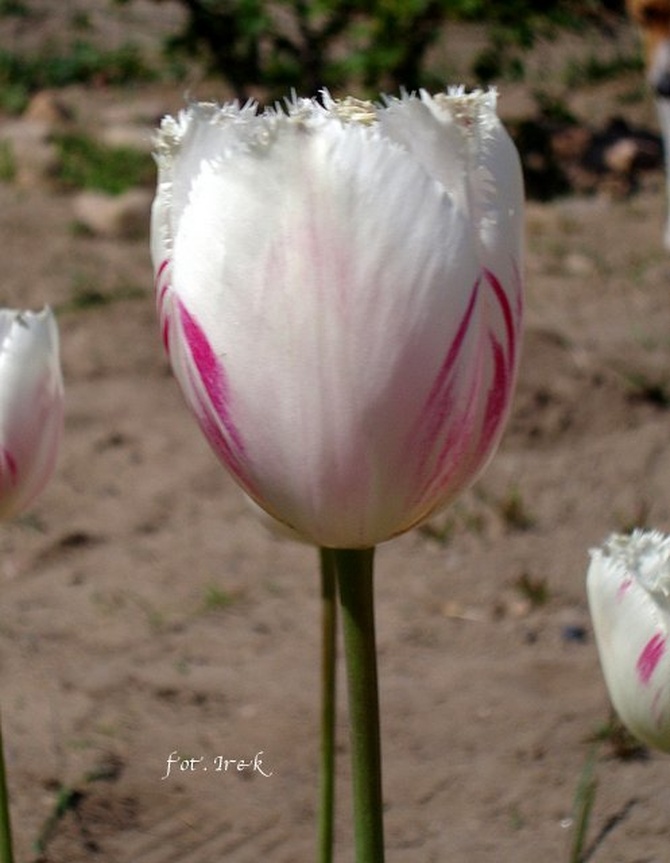 Majowy tulipan