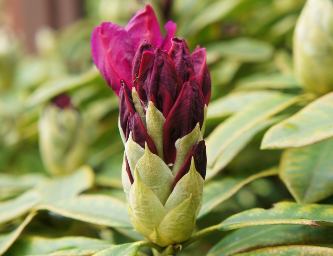 Rozgrzewający  Rhododendron