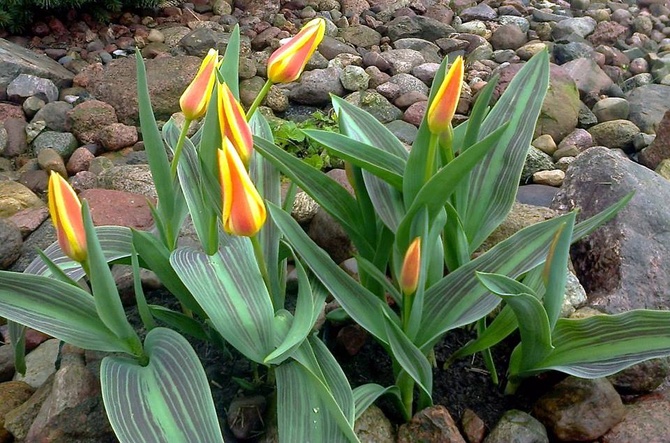 Tulipan, Tulipany – Tulipa