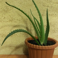 ...Aloes...