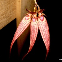  Bulbophyllum / Elizabeth Ann/- 'Buckleberry' .