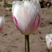 Majowy tulipan