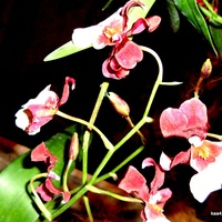  Orchidea  N N z wystawy.  Makro.