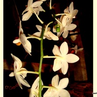  Phalaenopsis  Mini  Mark z wystawy.  Makro.