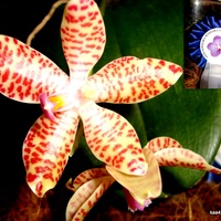 Phalaenopsis gigantea lueddemaniana''Woodlawn''.