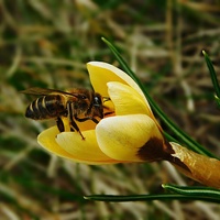 pierwsze pszczółki ..........