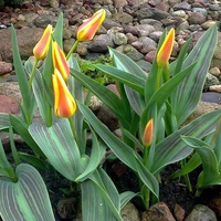 Tulipan, Tulipany – Tulipa